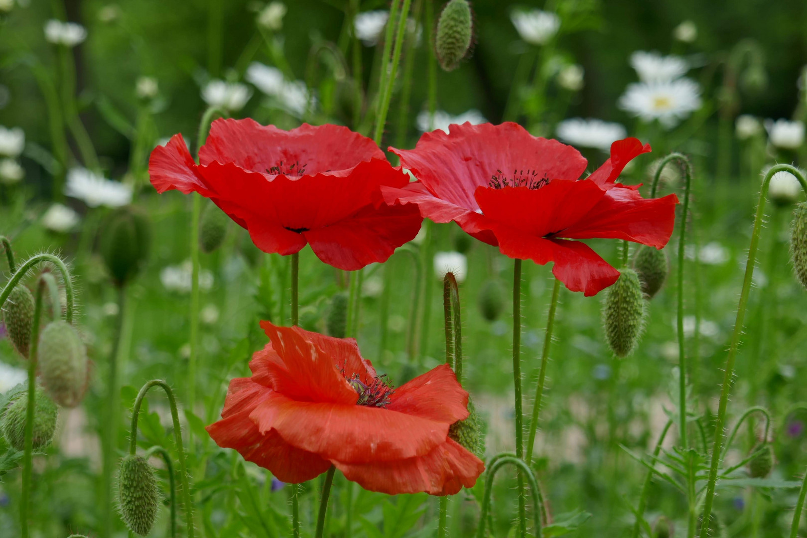 Klatschmohn