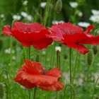 Klatschmohn