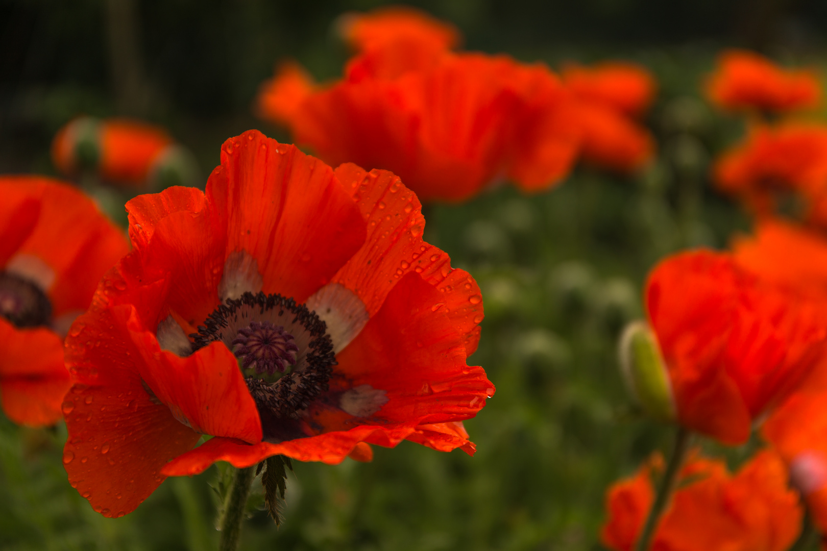 Klatschmohn