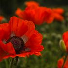 Klatschmohn