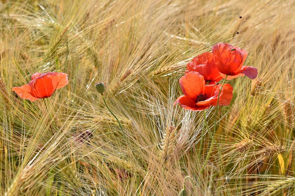 Klatschmohn Foto & Bild jahreszeiten, sommer, rot Bilder auf