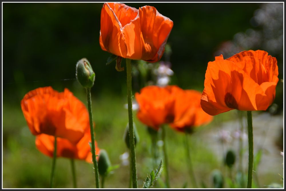 Klatschmohn