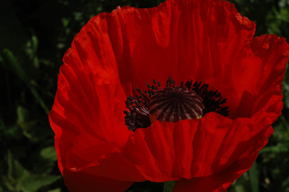 Klatschmohn