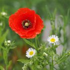 Klatschmohn...