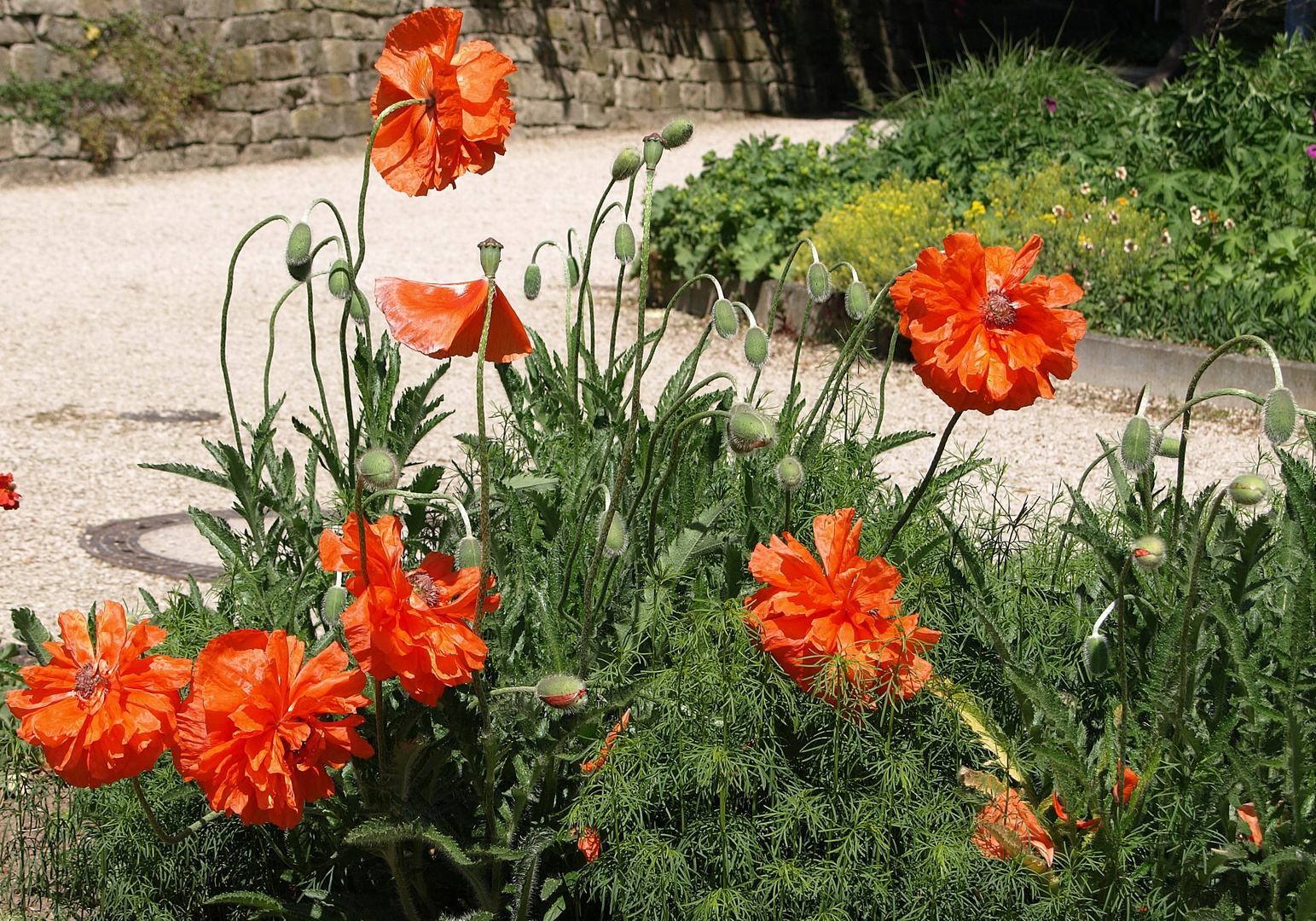 klatschmohn