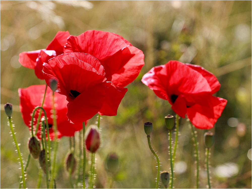 Klatschmohn.....