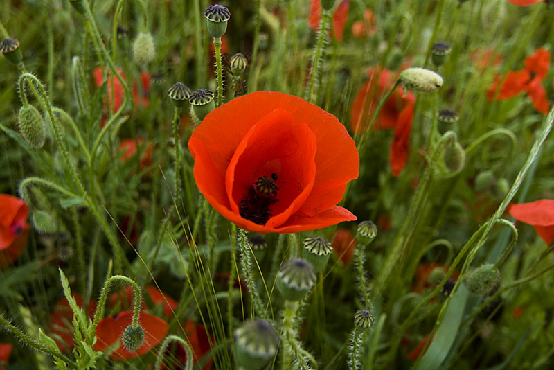 klatschmohn