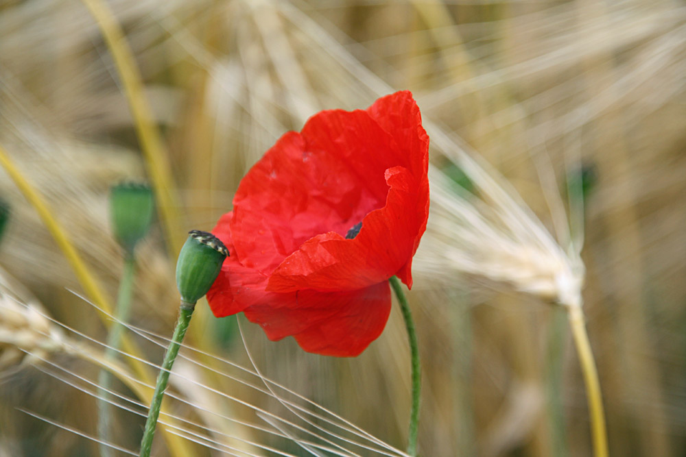 Klatschmohn