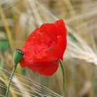 Klatschmohn