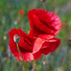 Klatschmohn