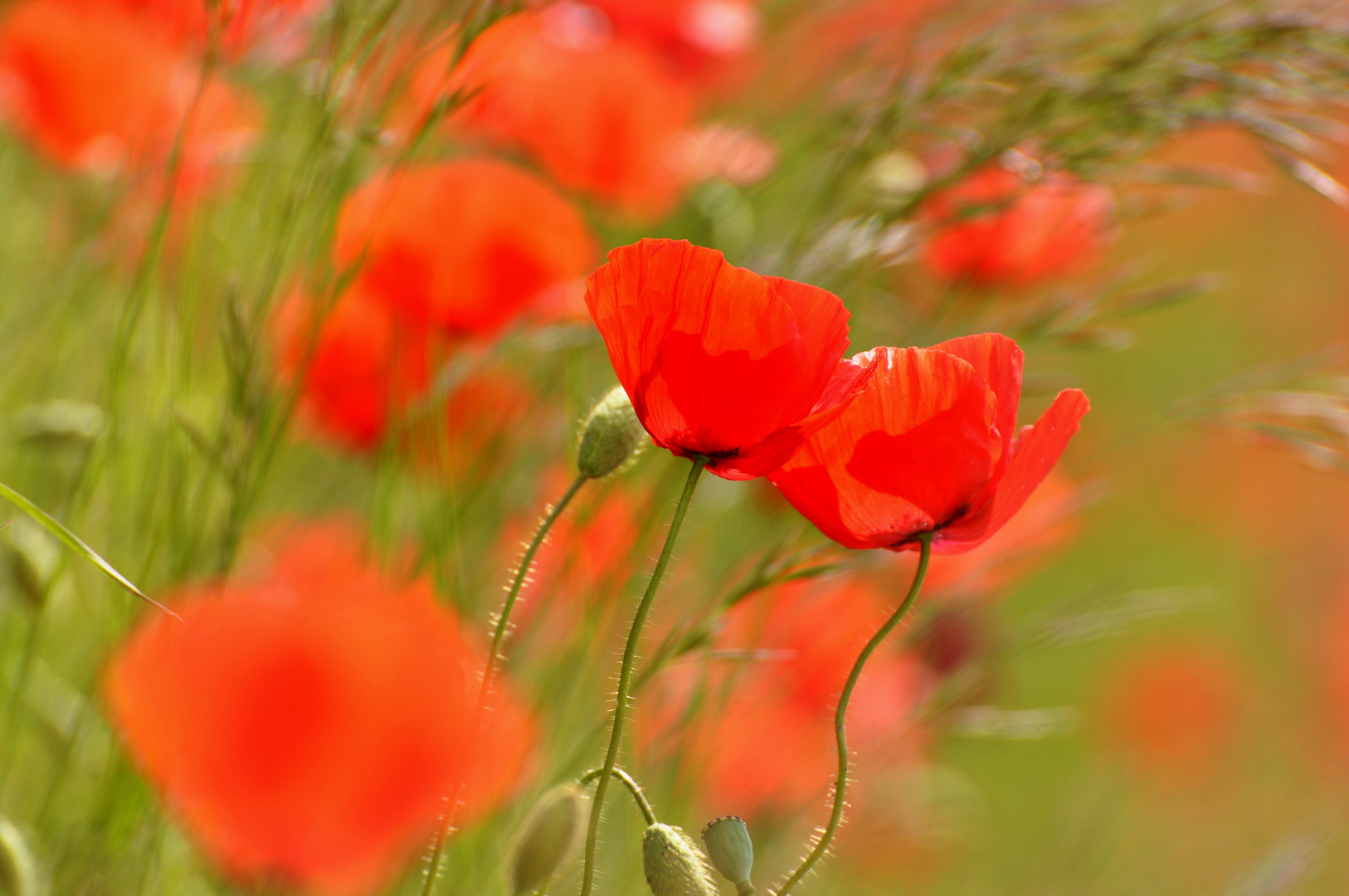 Klatschmohn