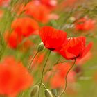 Klatschmohn