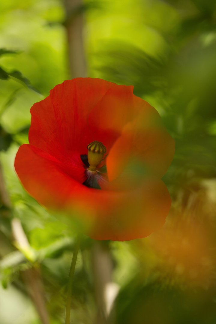 Klatschmohn