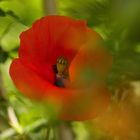 Klatschmohn