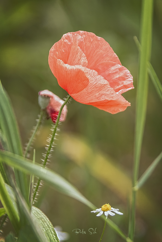 Klatschmohn...