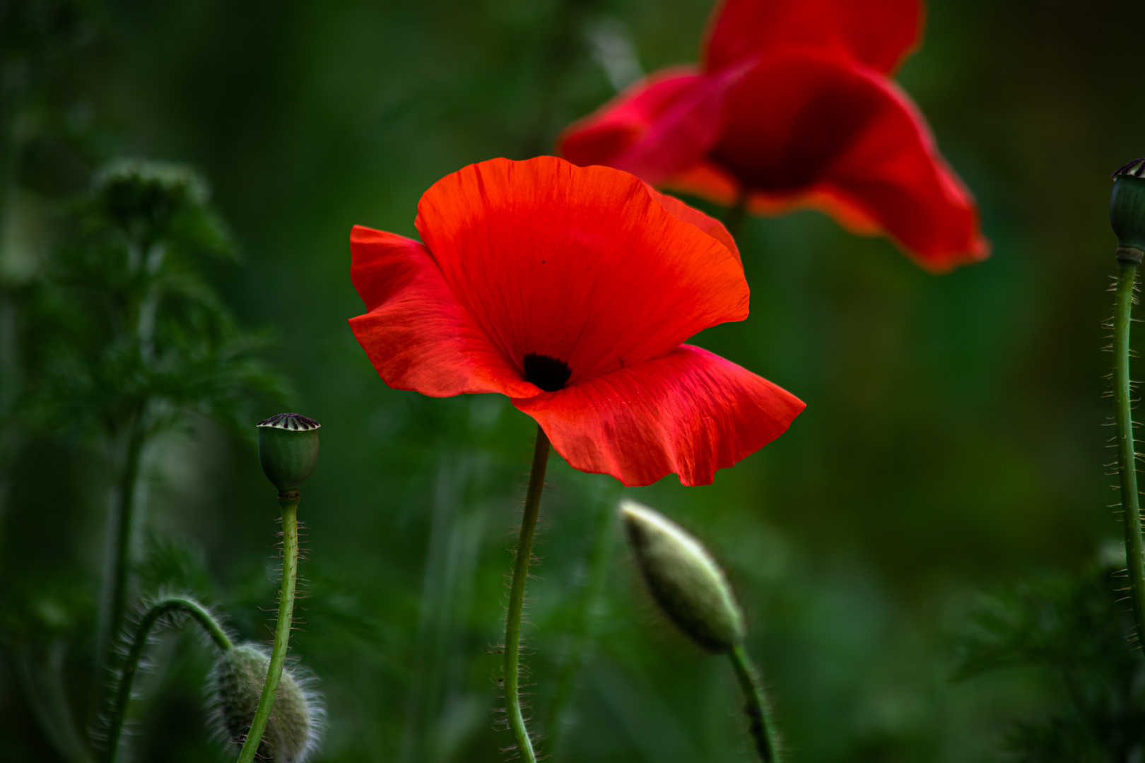 Klatschmohn