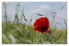 Klatschmohn