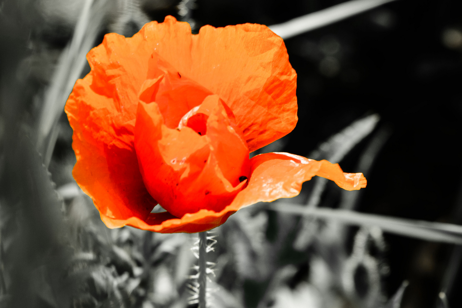 Klatschmohn