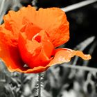 Klatschmohn