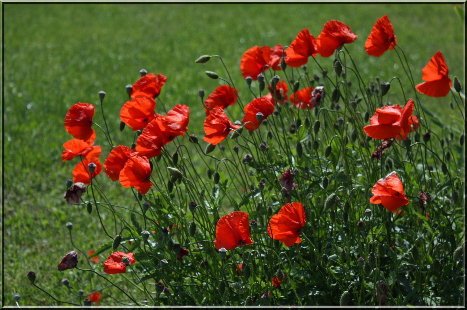 Klatschmohn