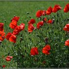 Klatschmohn