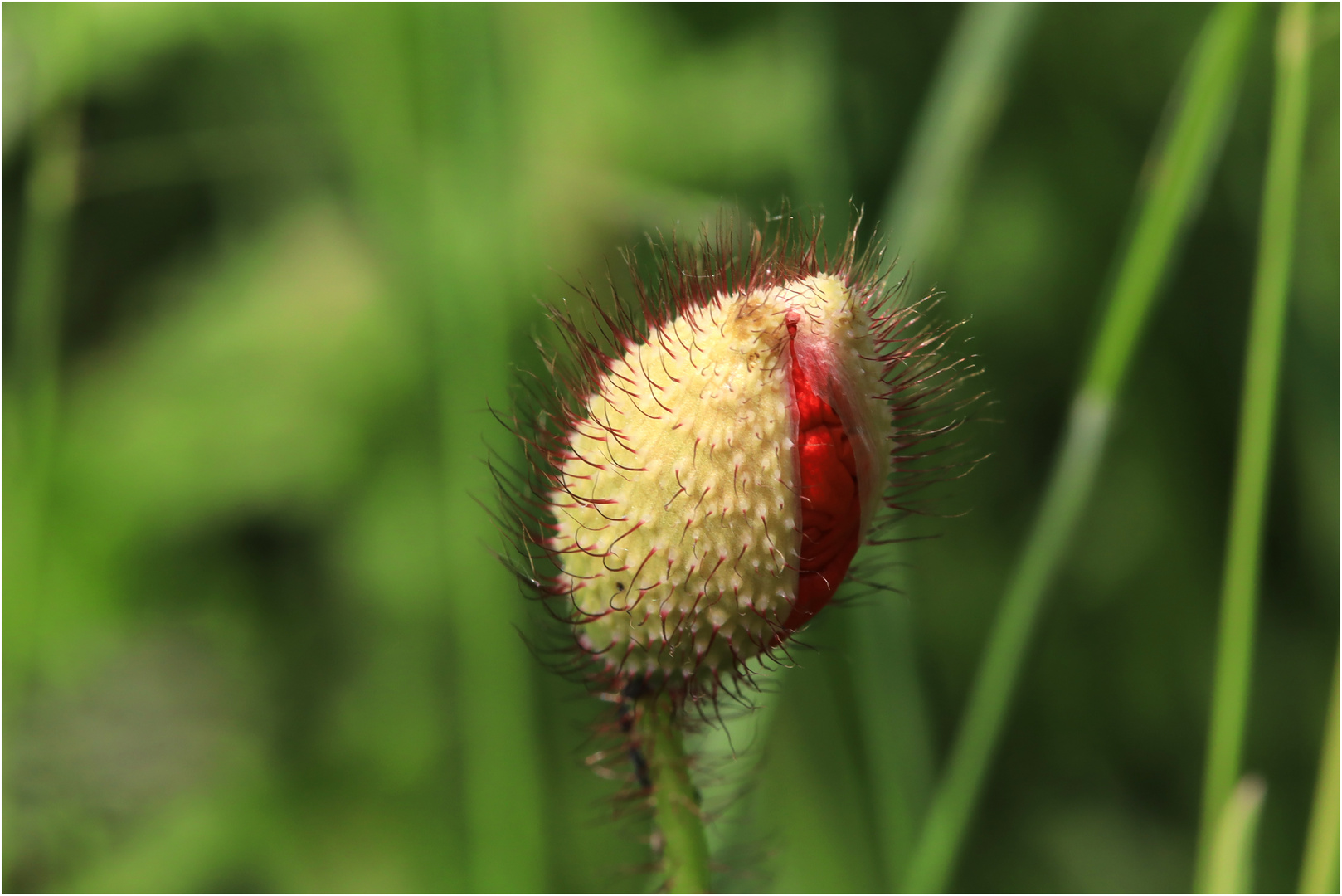 Klatschmohn