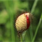 Klatschmohn