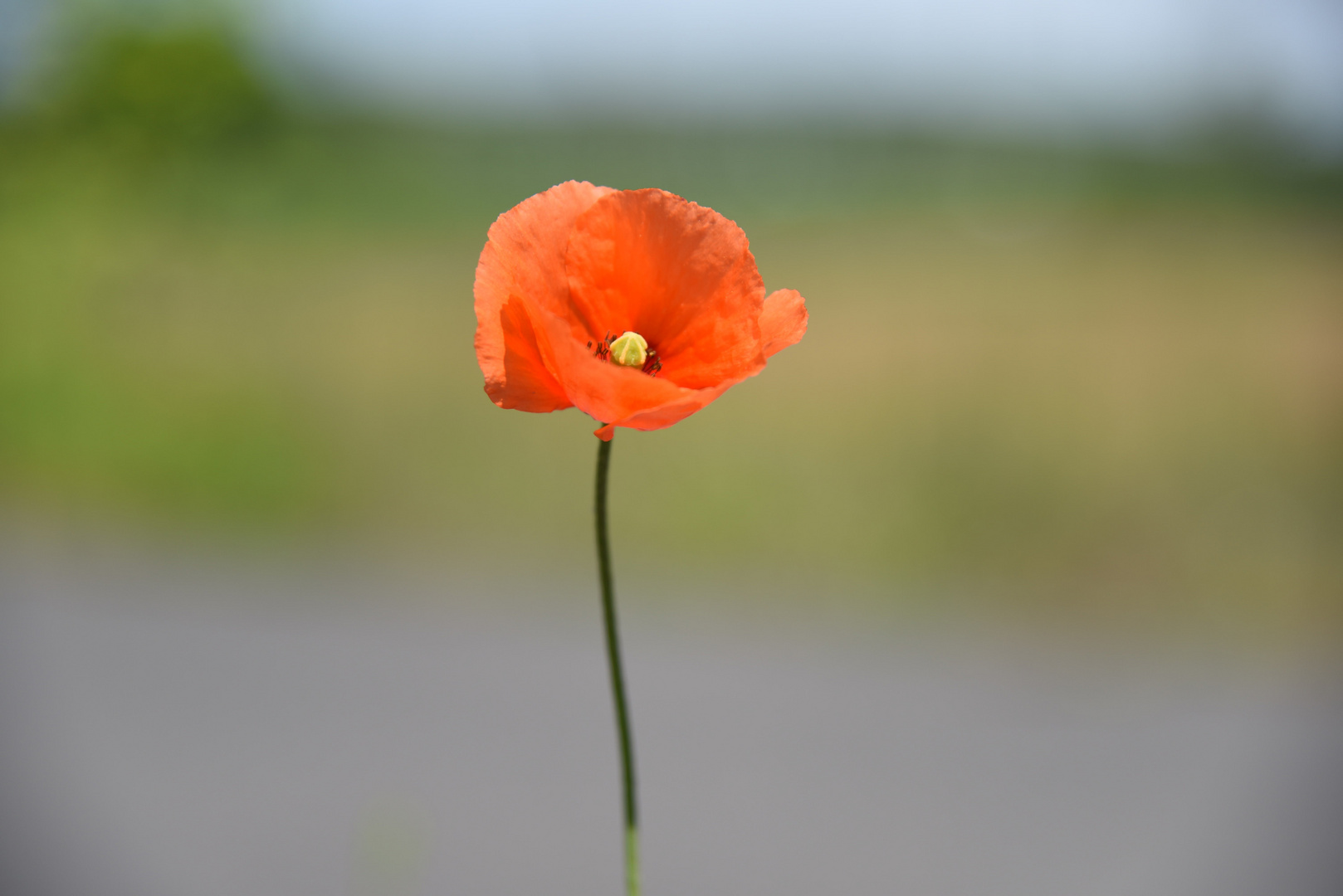 Klatschmohn