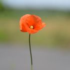 Klatschmohn