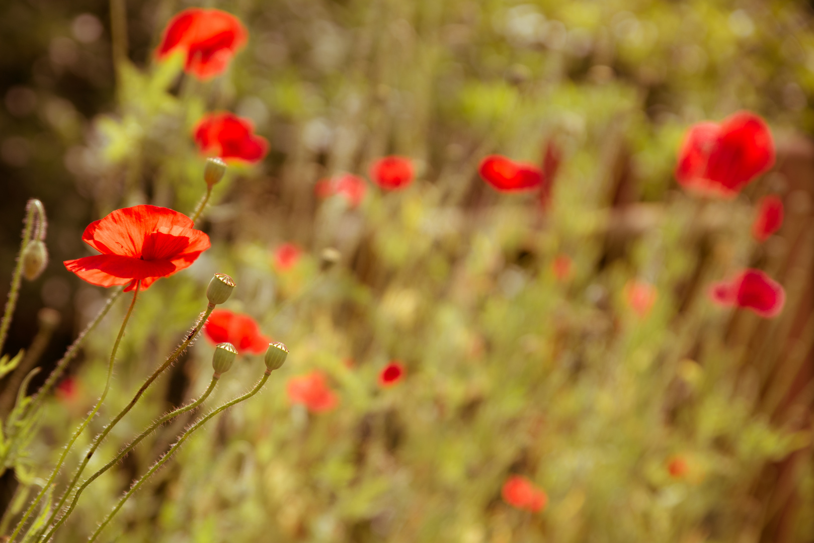 Klatschmohn