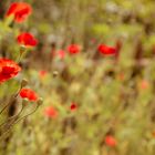 Klatschmohn