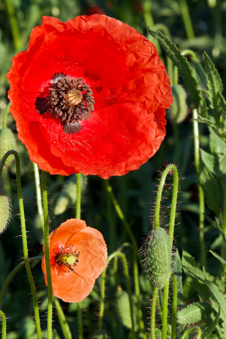 Klatschmohn