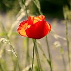 Klatschmohn