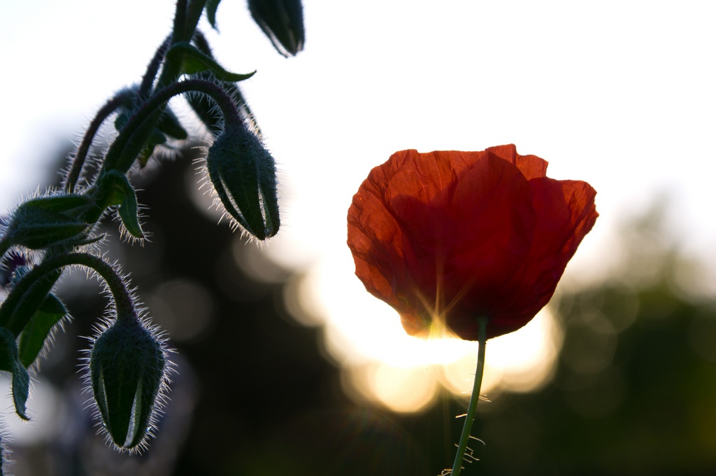 Klatschmohn