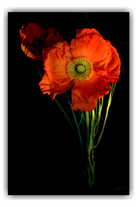 Klatschmohn