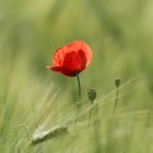 Klatschmohn