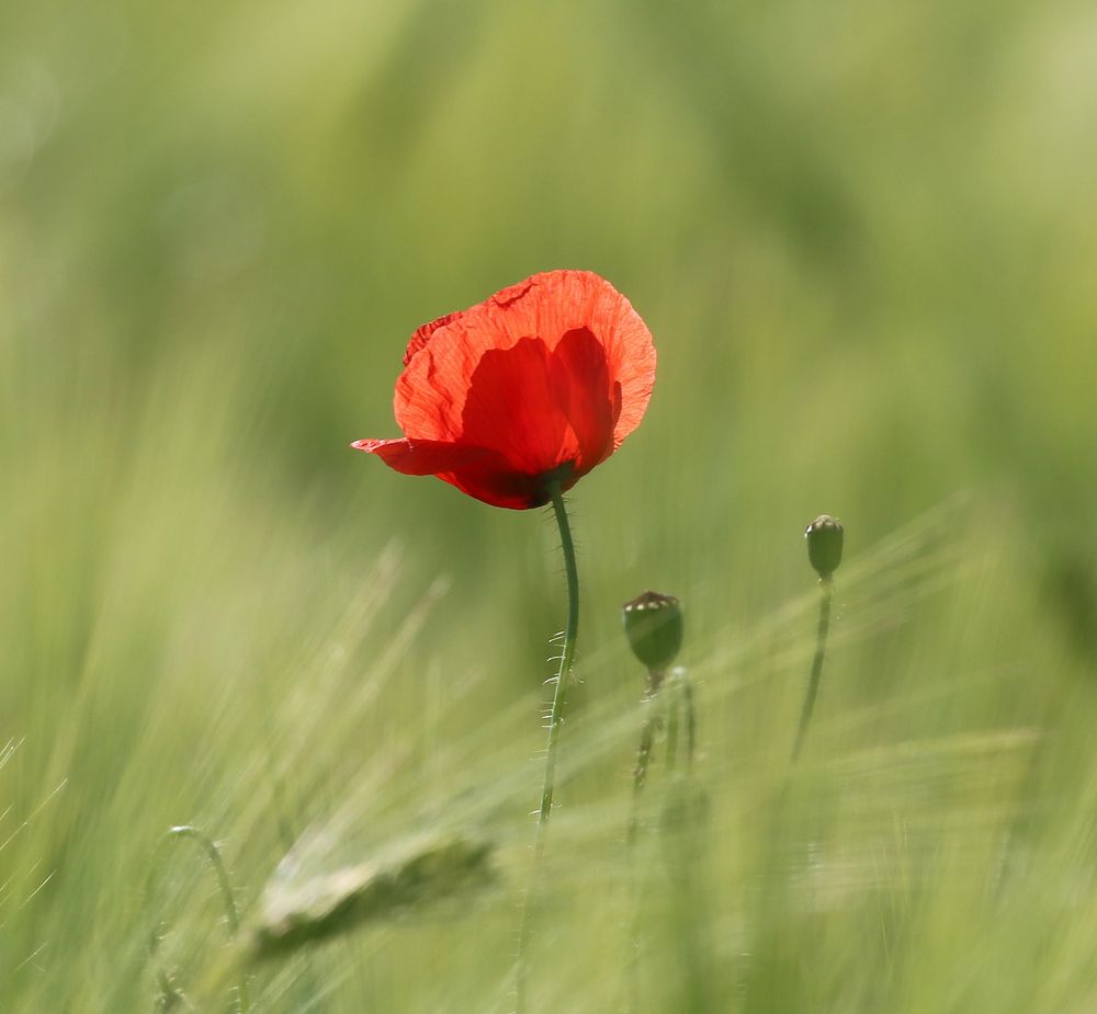 Klatschmohn