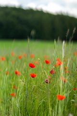 Klatschmohn