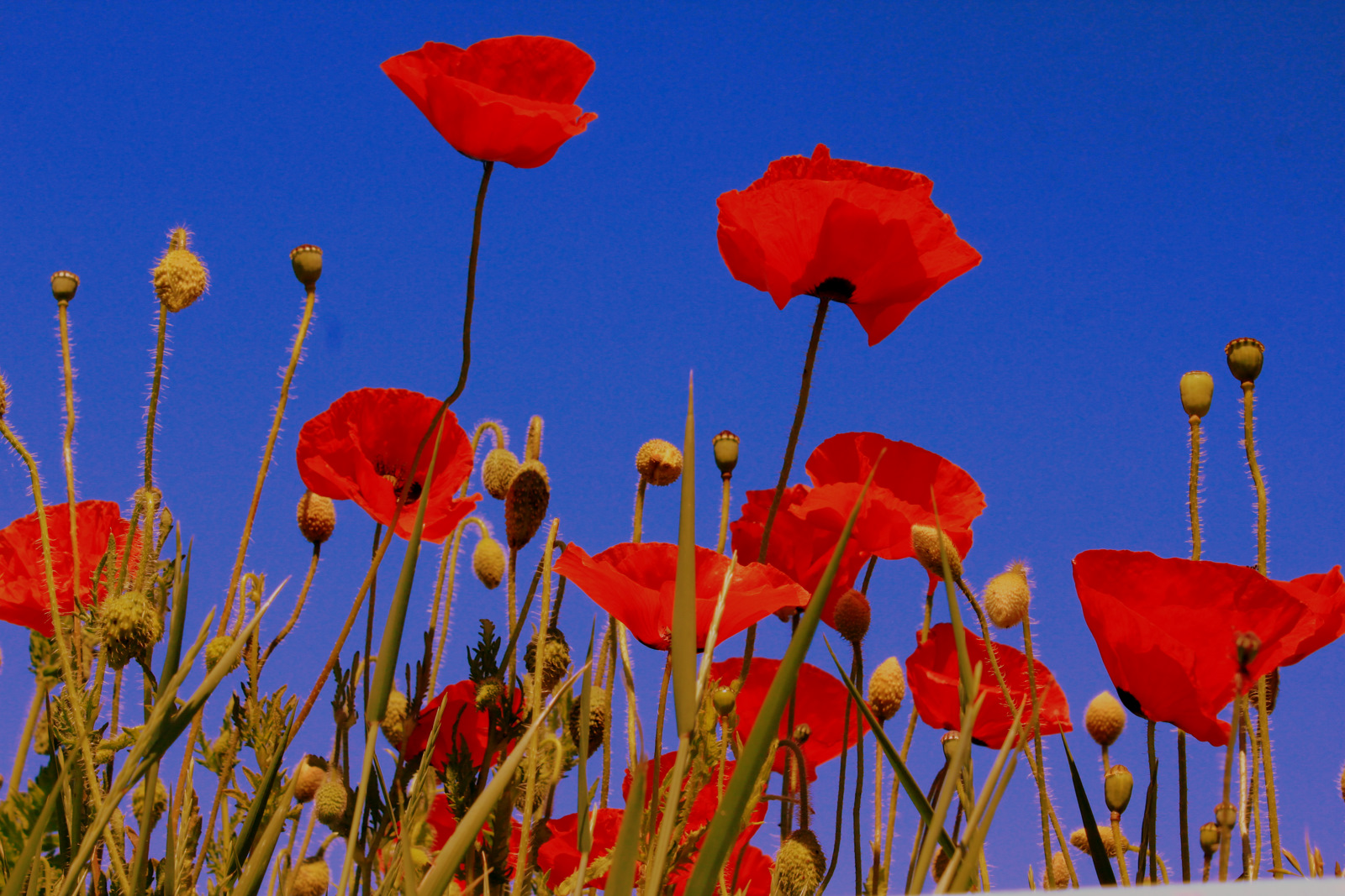 -Klatschmohn-