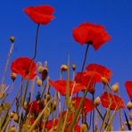 -Klatschmohn-