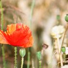 Klatschmohn