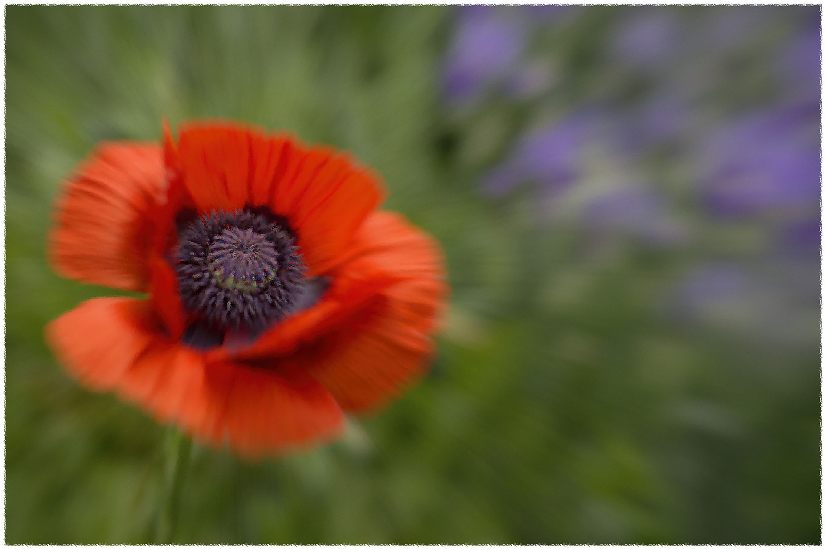 KLATSCHMOHN