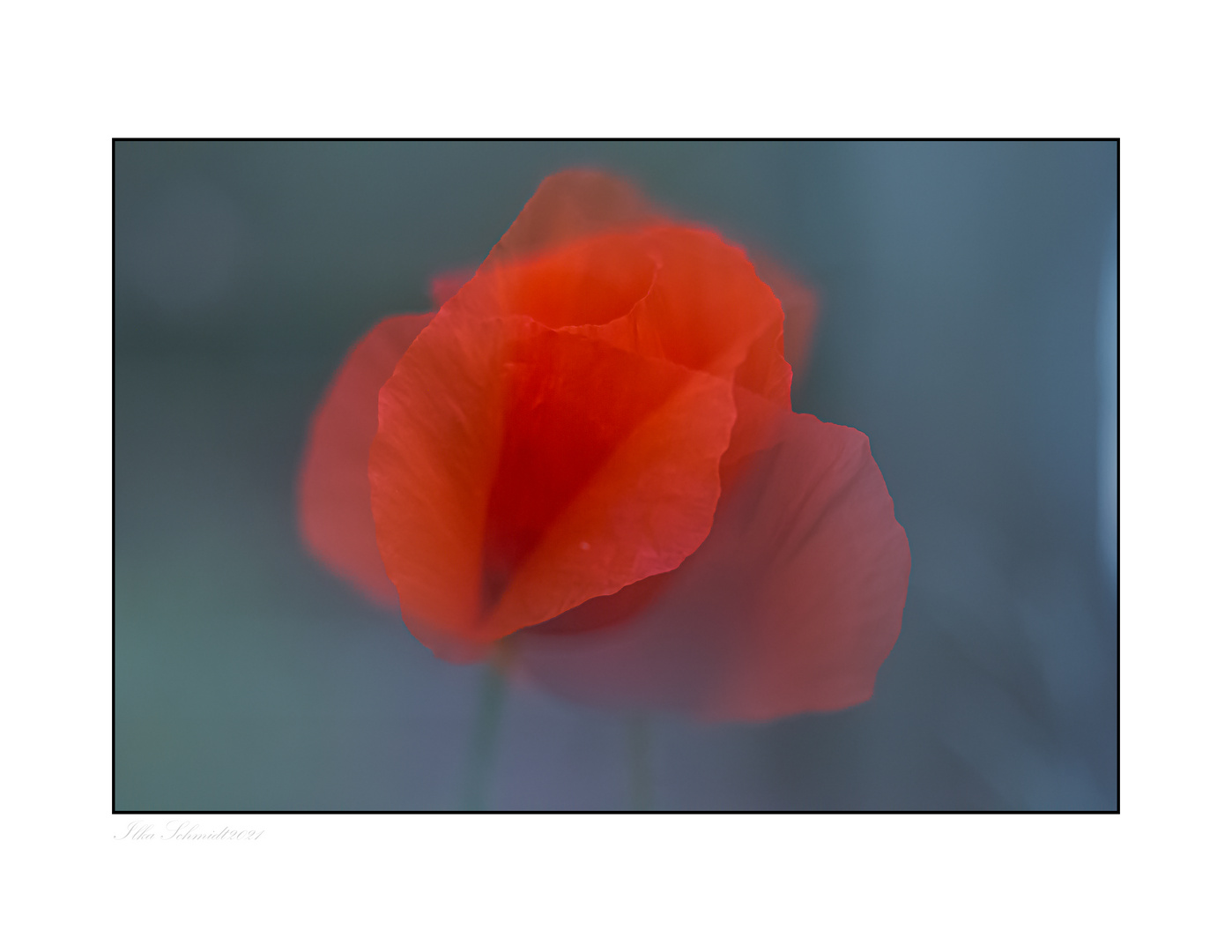 Klatschmohn