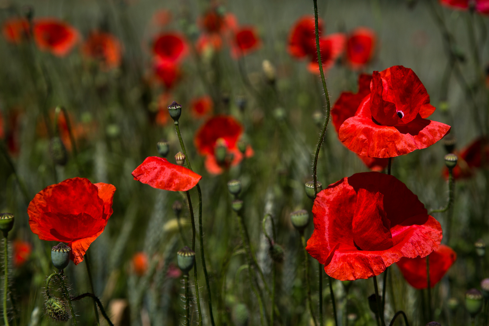 Klatschmohn