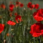 Klatschmohn