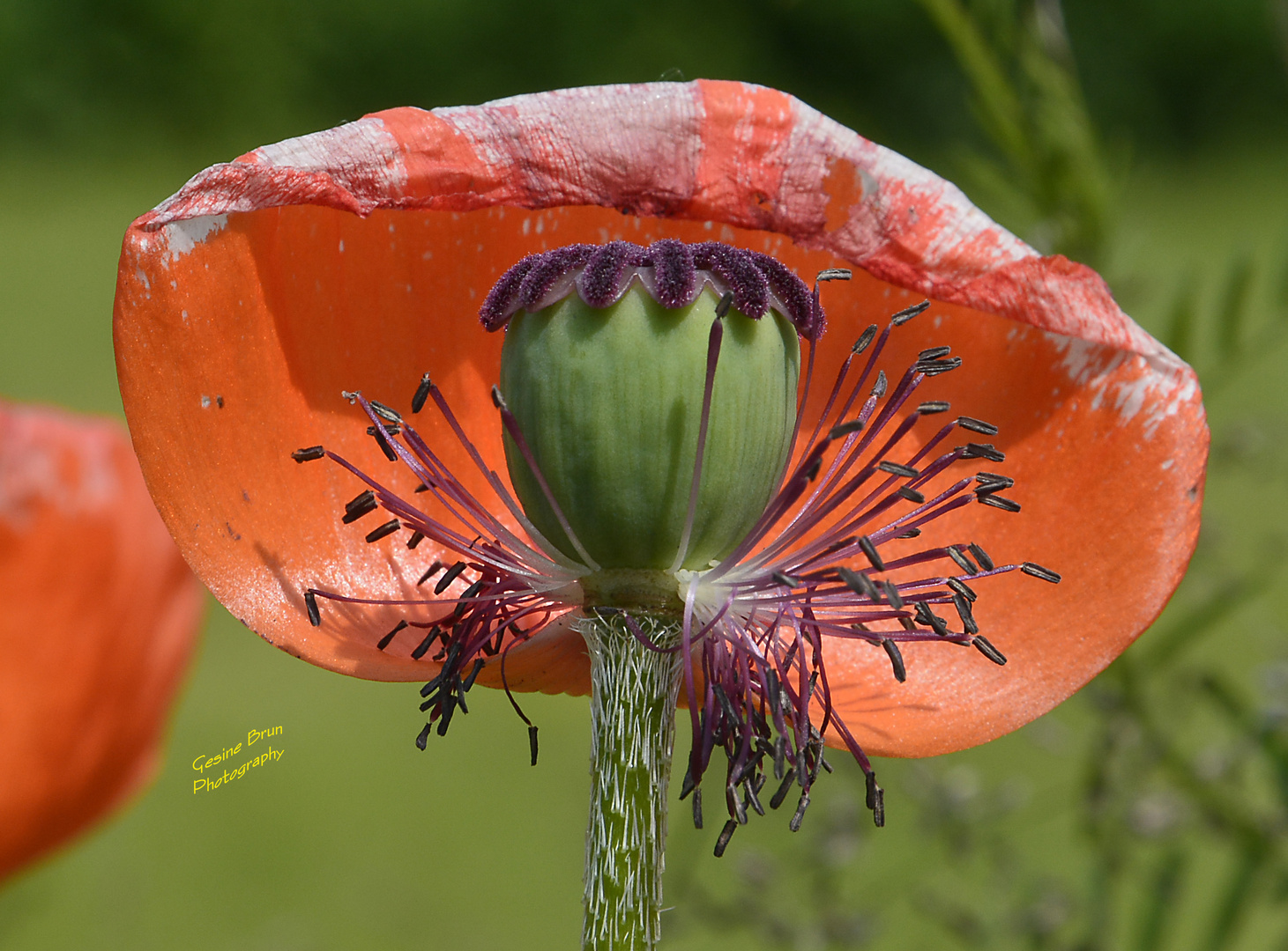 Klatschmohn