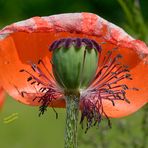 Klatschmohn