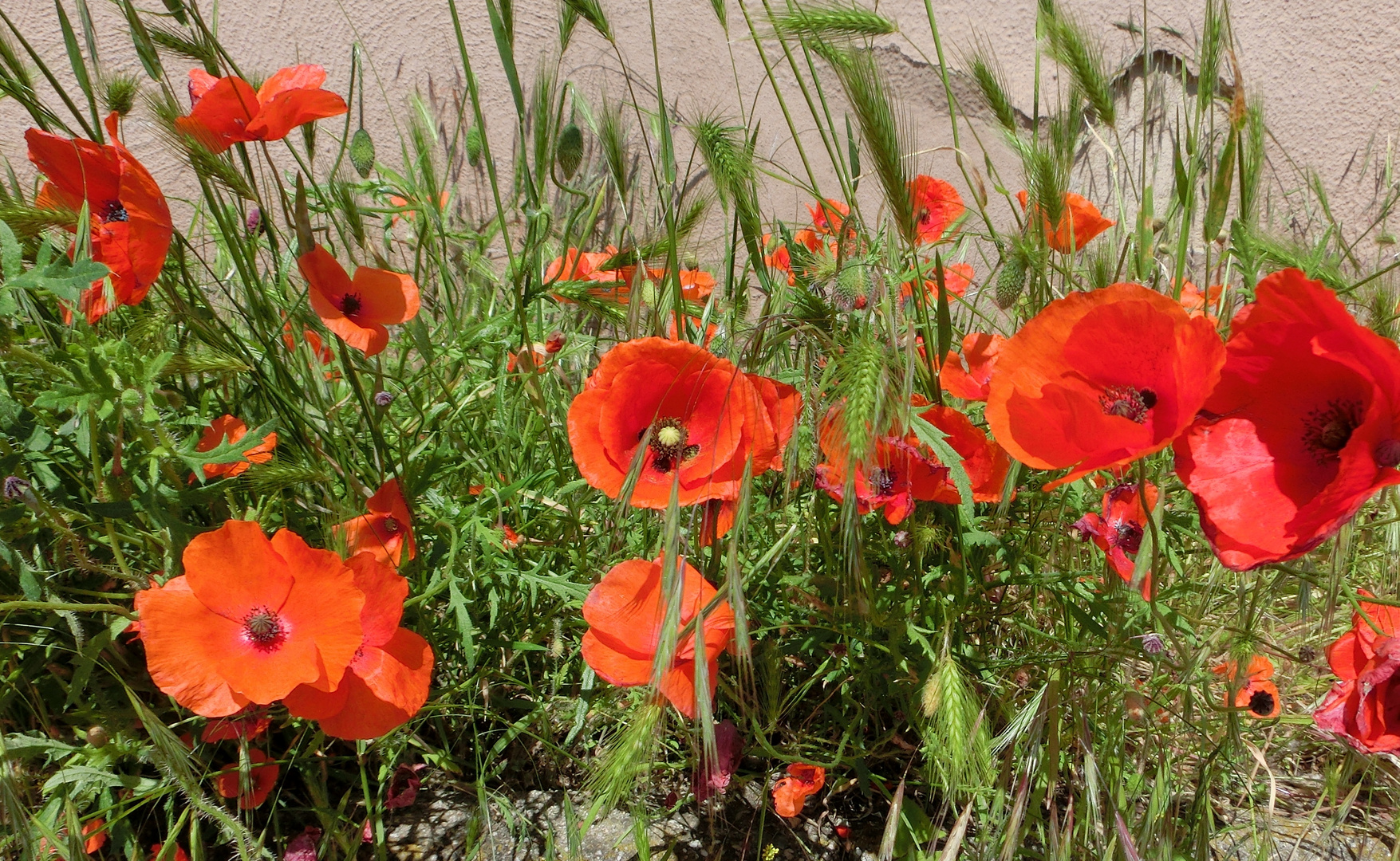 Klatschmohn