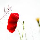 Klatschmohn