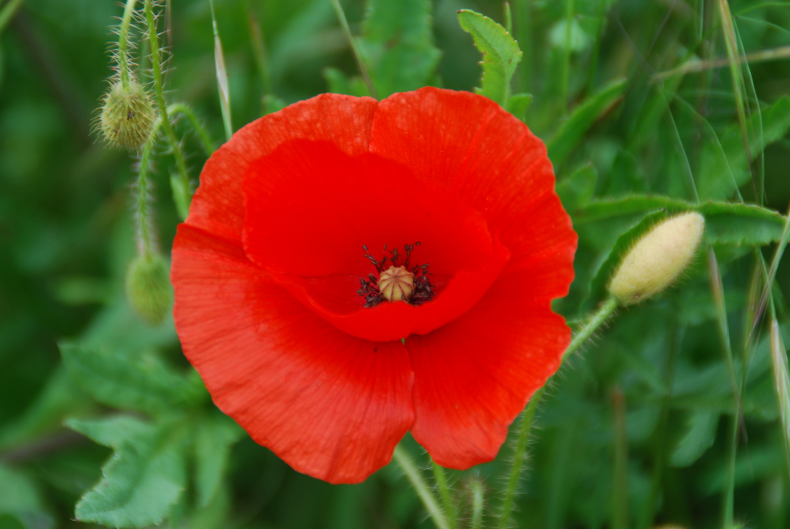 Klatschmohn